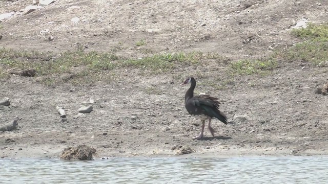 Spur-winged Goose - ML217447751
