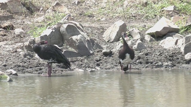 Spur-winged Goose - ML217447951