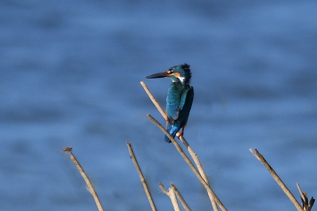 Common Kingfisher - Philip Karstadt
