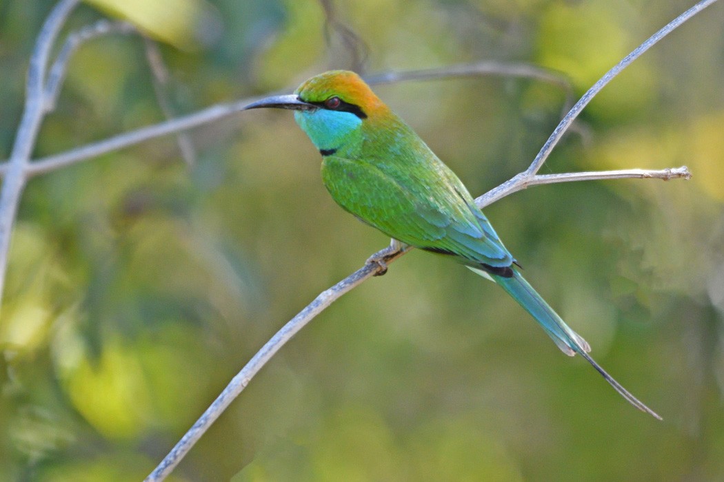 Blue-tailed Bee-eater - ML217448221
