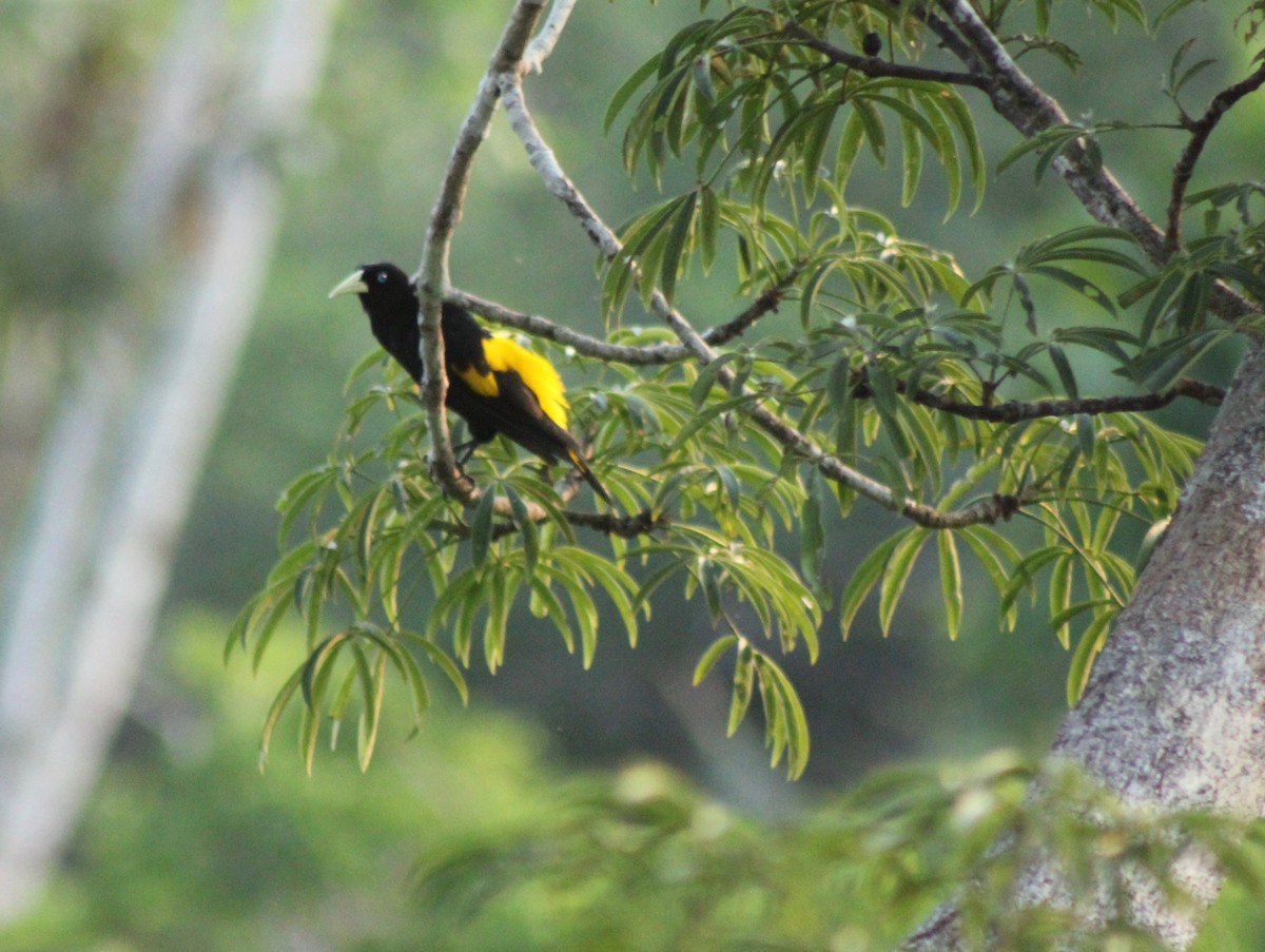 Yellow-rumped Cacique - ML217448901