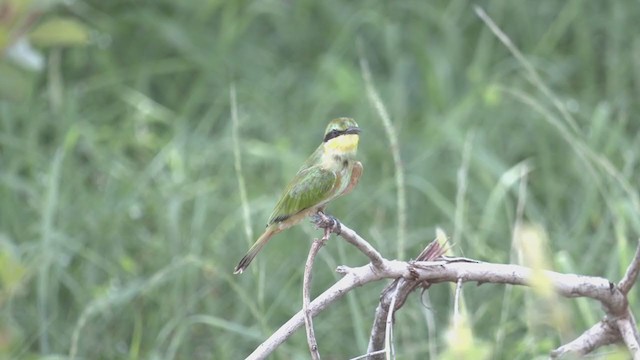 Little Bee-eater - ML217449321