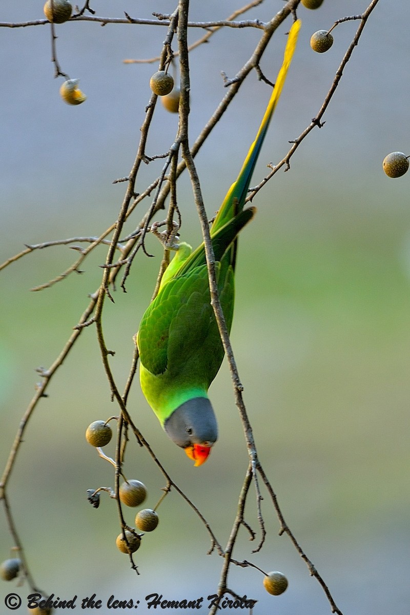 Slaty-headed Parakeet - Hemant Kirola