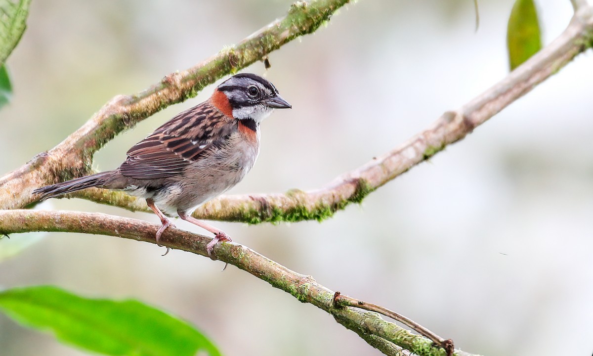 Rufous-collared Sparrow - Cesar Ponce