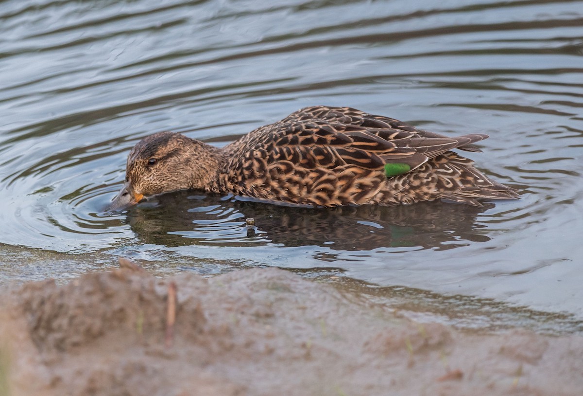 Green-winged Teal - ML217452581