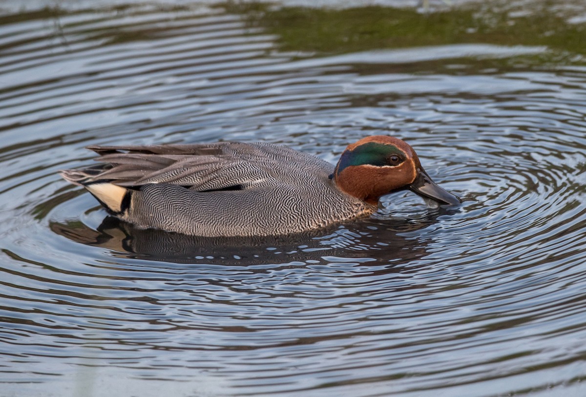Green-winged Teal - ML217452591