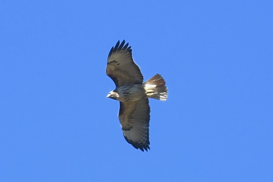 Red-tailed Hawk - Ting-Wei (廷維) HUNG (洪)