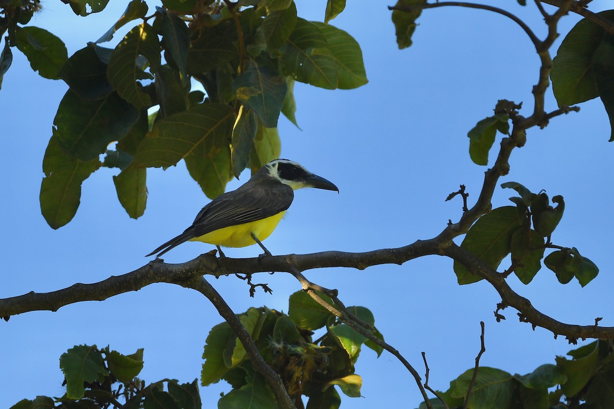 Boat-billed Flycatcher - Ting-Wei (廷維) HUNG (洪)