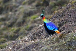 Himalayan Monal, ML21745441