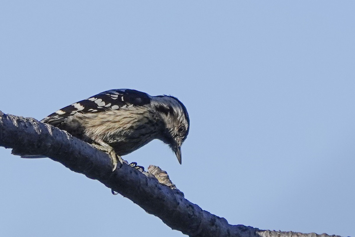 Gray-capped Pygmy Woodpecker - Celesta von Chamier