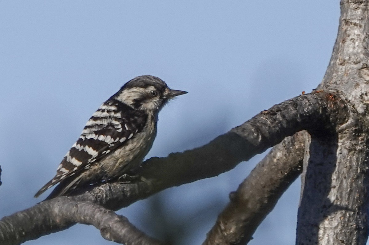 Gray-capped Pygmy Woodpecker - ML217455491