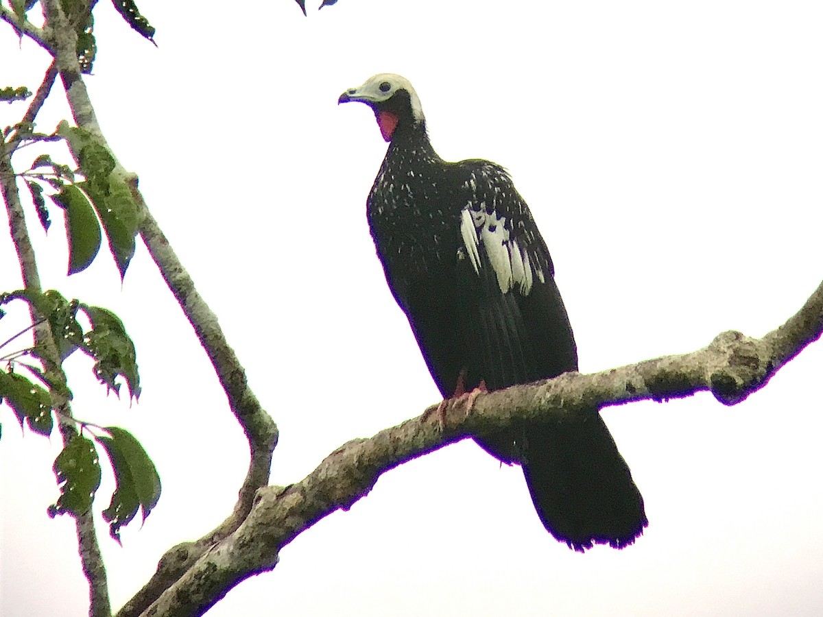 Red-throated Piping-Guan - ML217455521