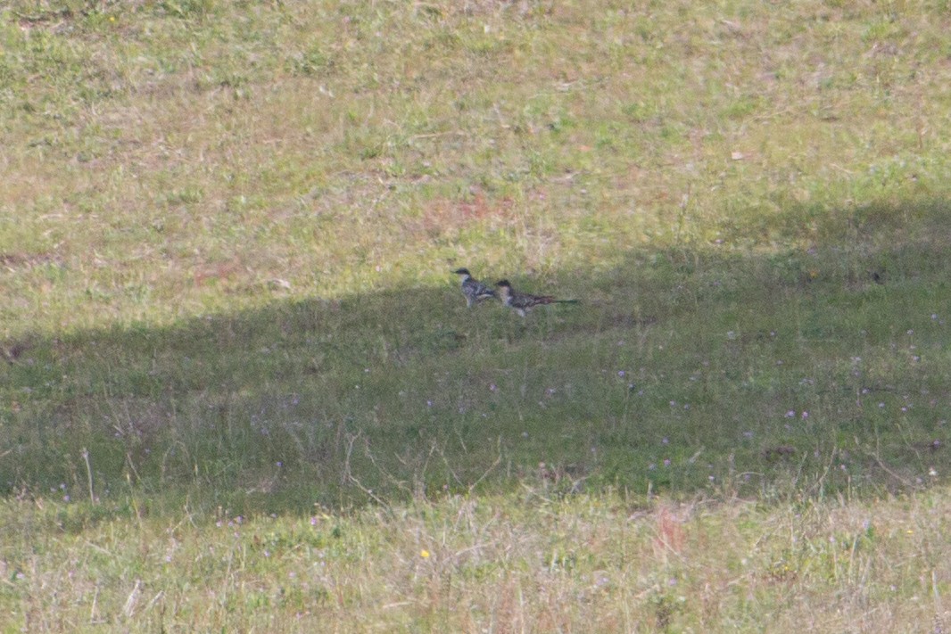 Great Spotted Cuckoo - ML217460651