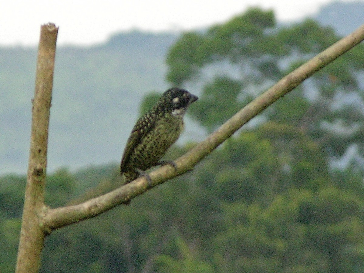 Hairy-breasted Barbet - ML217461731