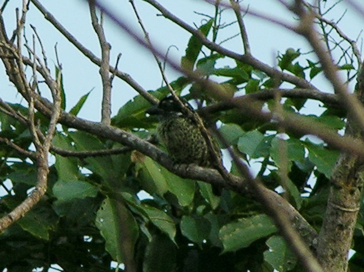Hairy-breasted Barbet - ML217461801