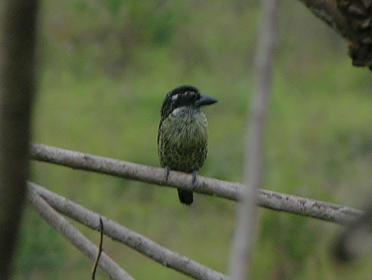 Hairy-breasted Barbet - ML217461831