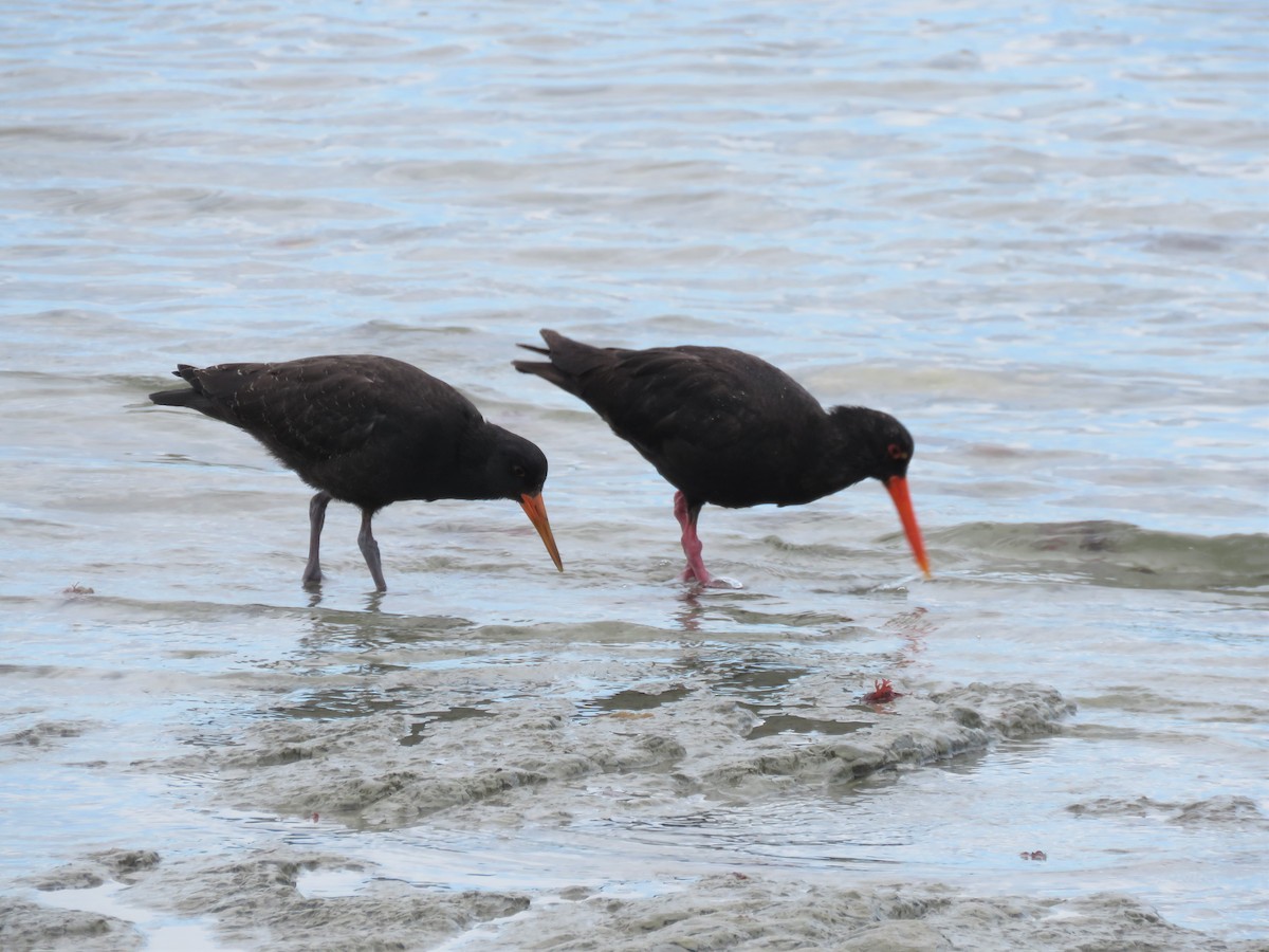 eBird Checklist - 3 Mar 2020 - Kaikoura--Point Kean Seal Colony - 13 ...