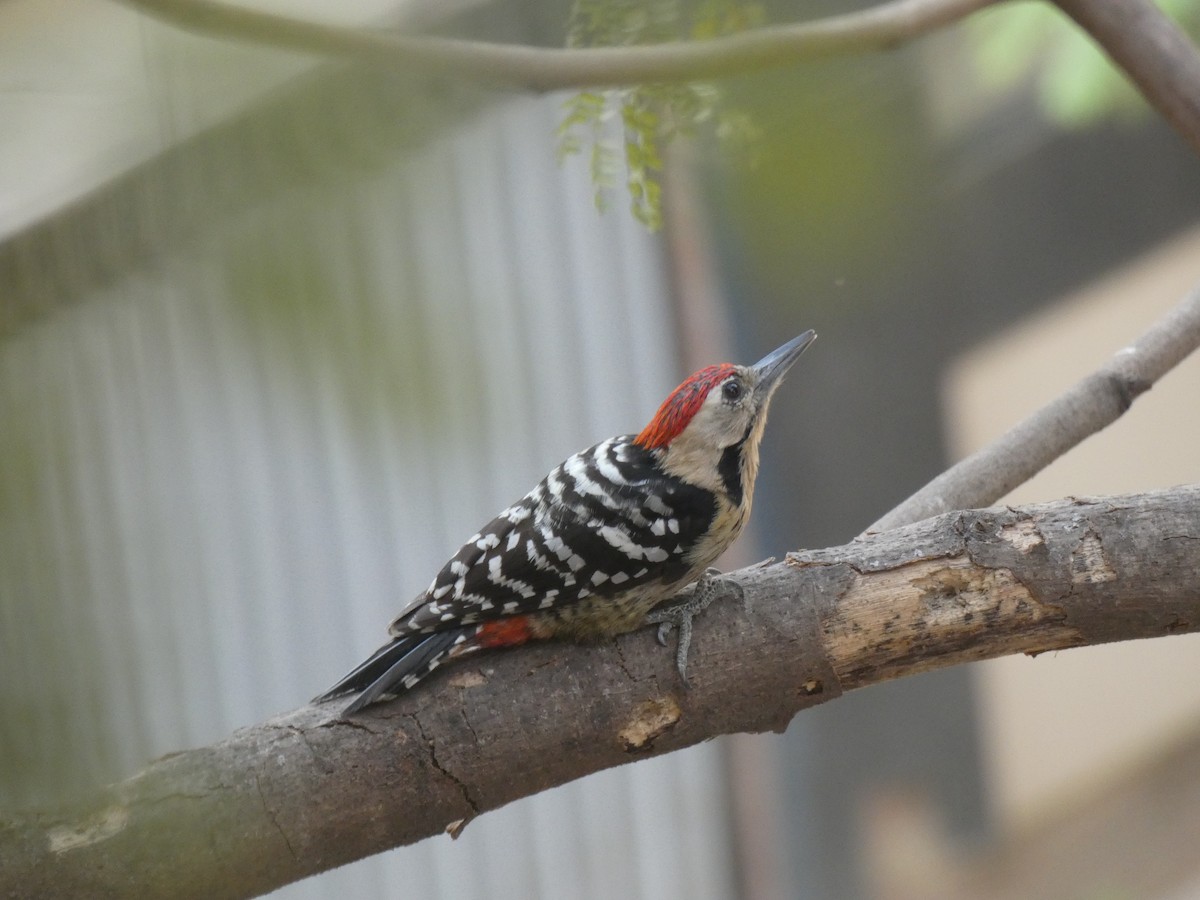 Fulvous-breasted Woodpecker - ML217463331