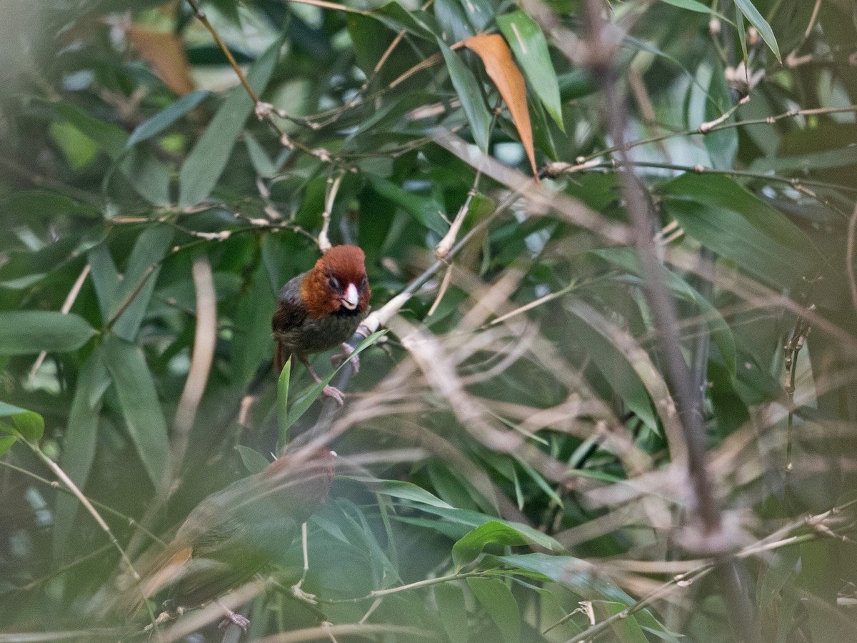Short-tailed Parrotbill - Niall D Perrins