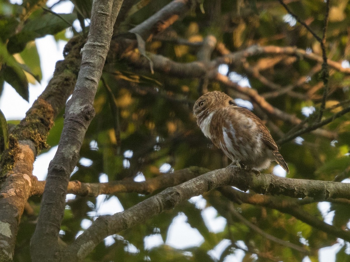 Collared Owlet - Niall D Perrins
