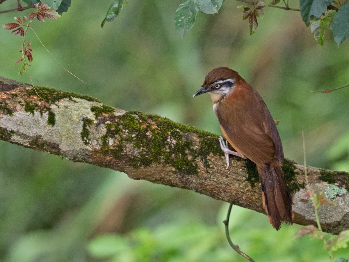 Lesser Necklaced Laughingthrush - Niall D Perrins