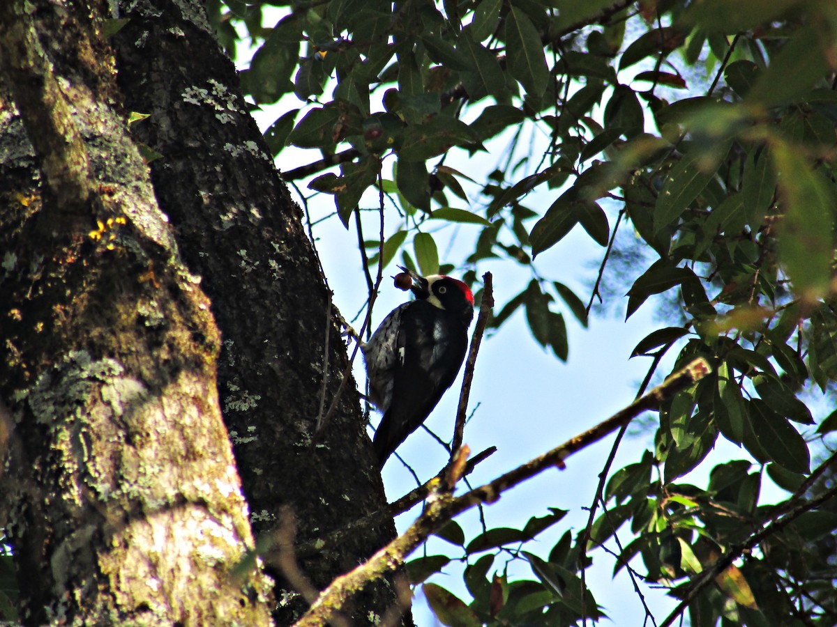 Acorn Woodpecker - ML21746831