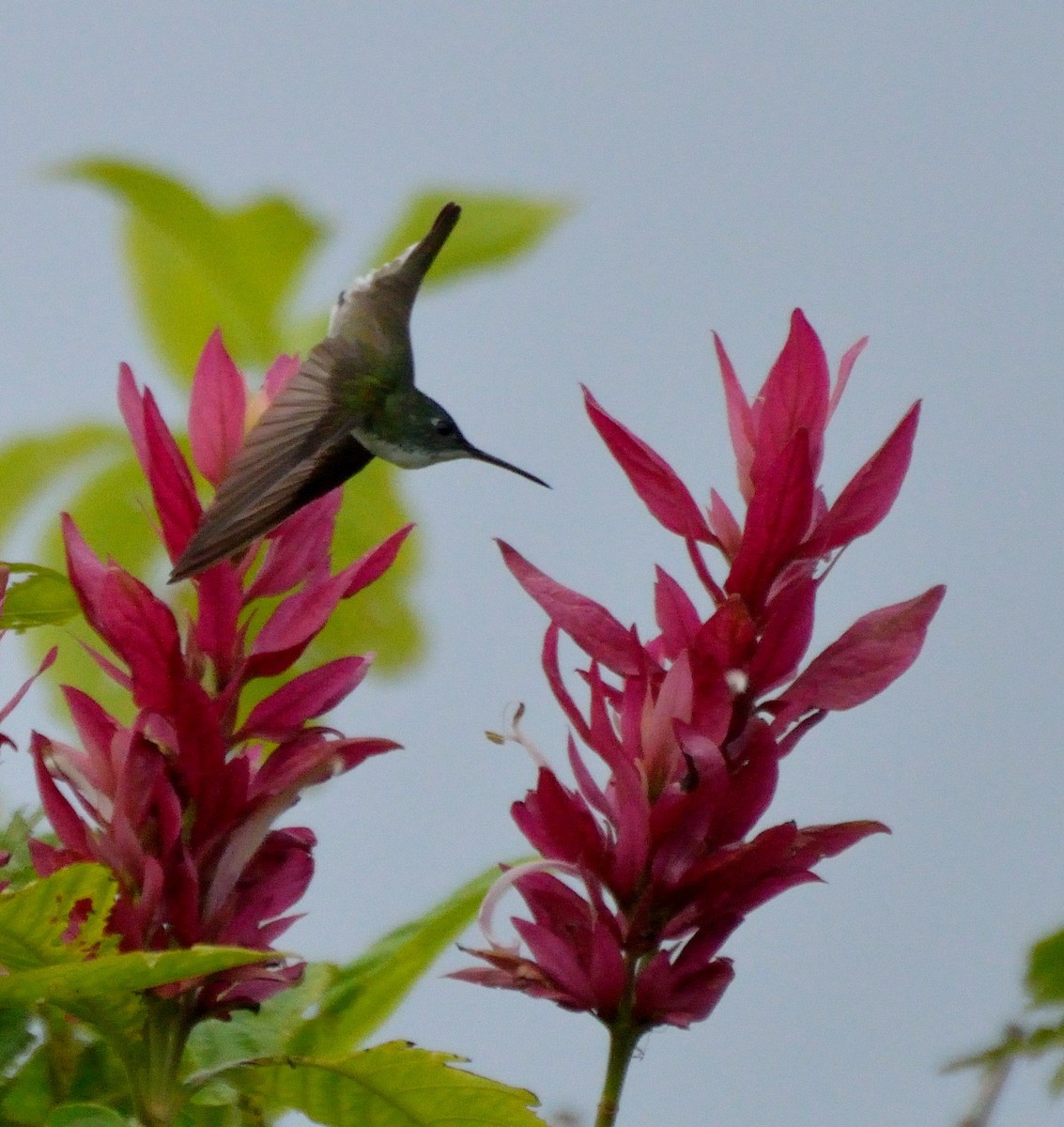 Azure-crowned Hummingbird - ML217468681