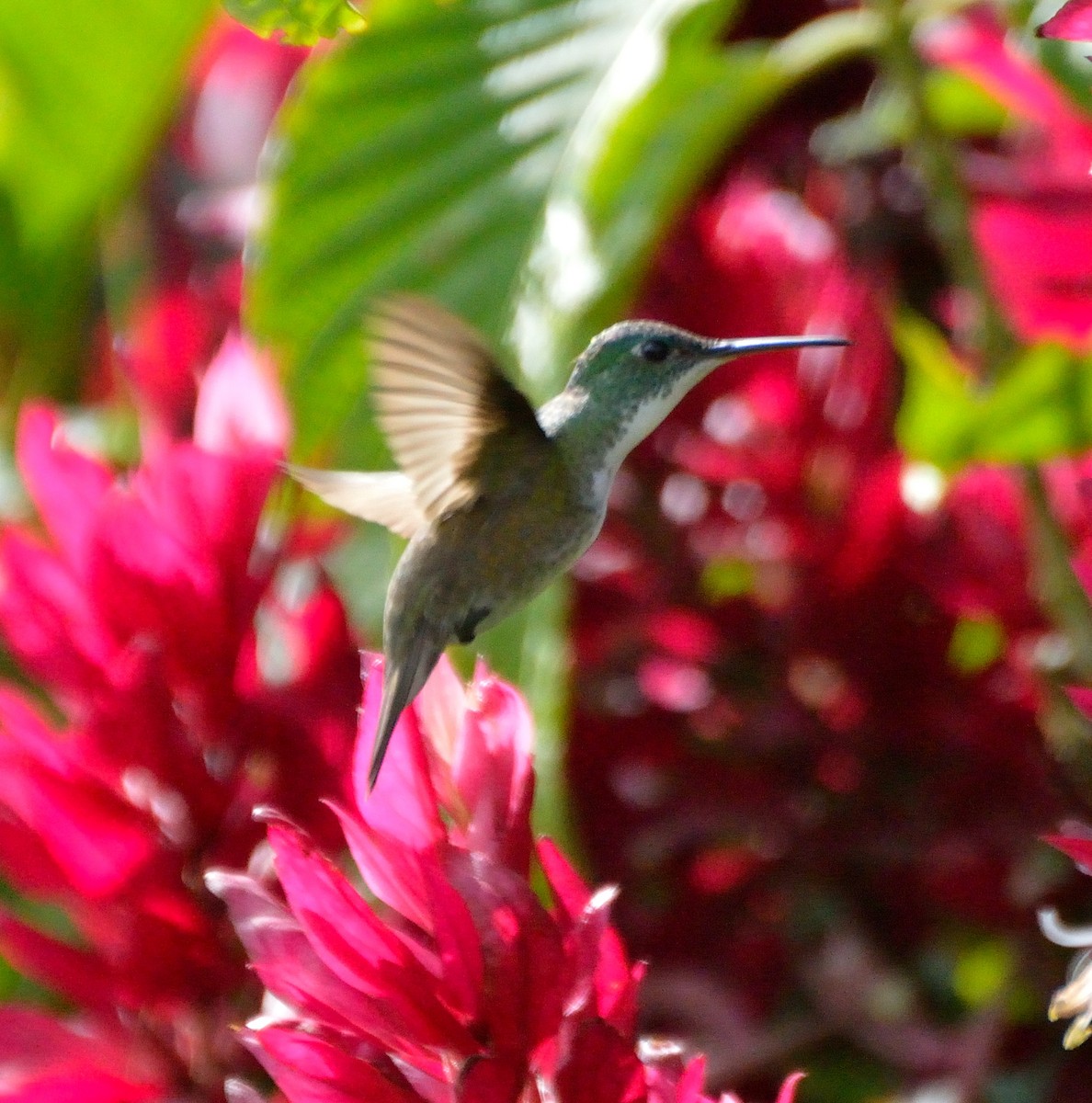 Azure-crowned Hummingbird - ML217468691