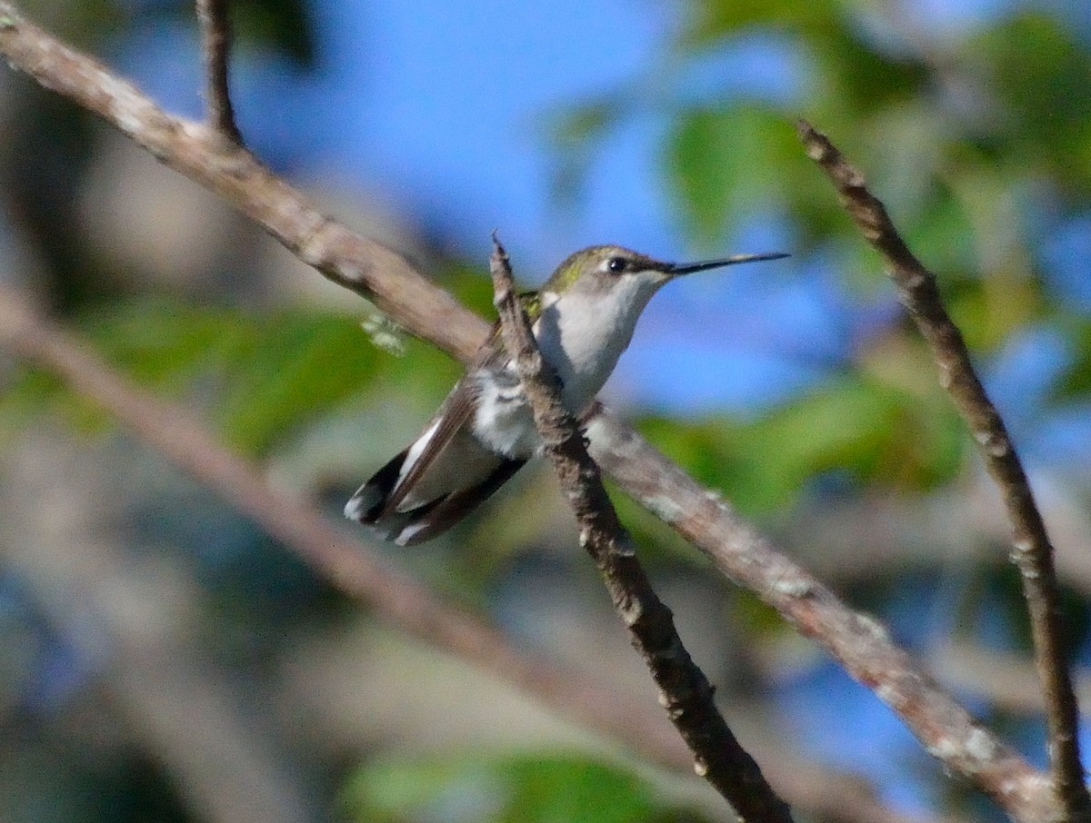 Ruby-throated Hummingbird - ML217469721