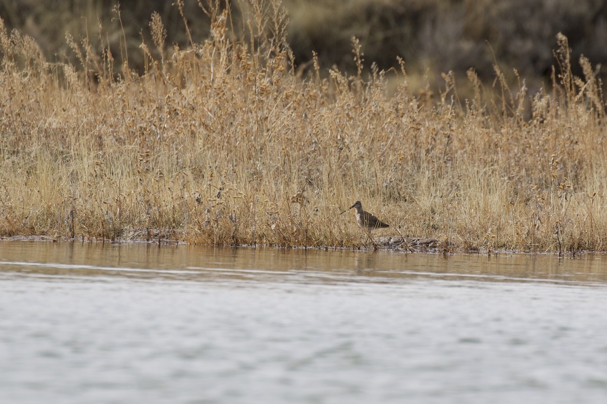 Long-billed Dowitcher - ML217471131