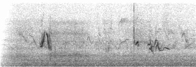 Amerika Çütresi (purpureus) - ML217472031