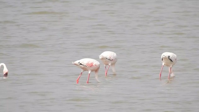 Lesser Flamingo - ML217473061
