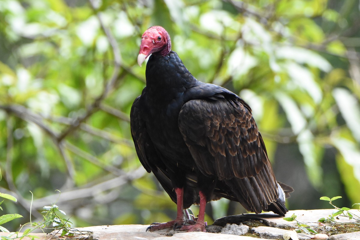 Turkey Vulture - ML217473971
