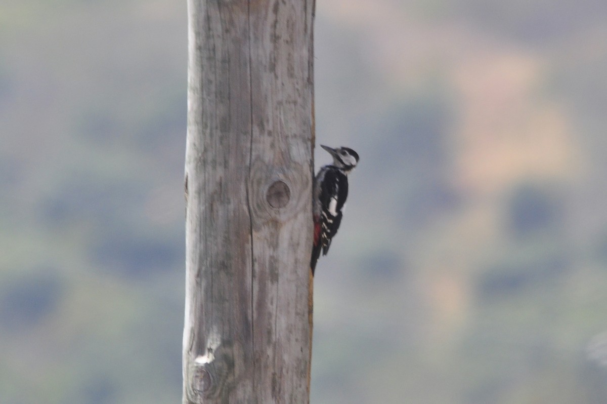 Great Spotted Woodpecker - ML217474511