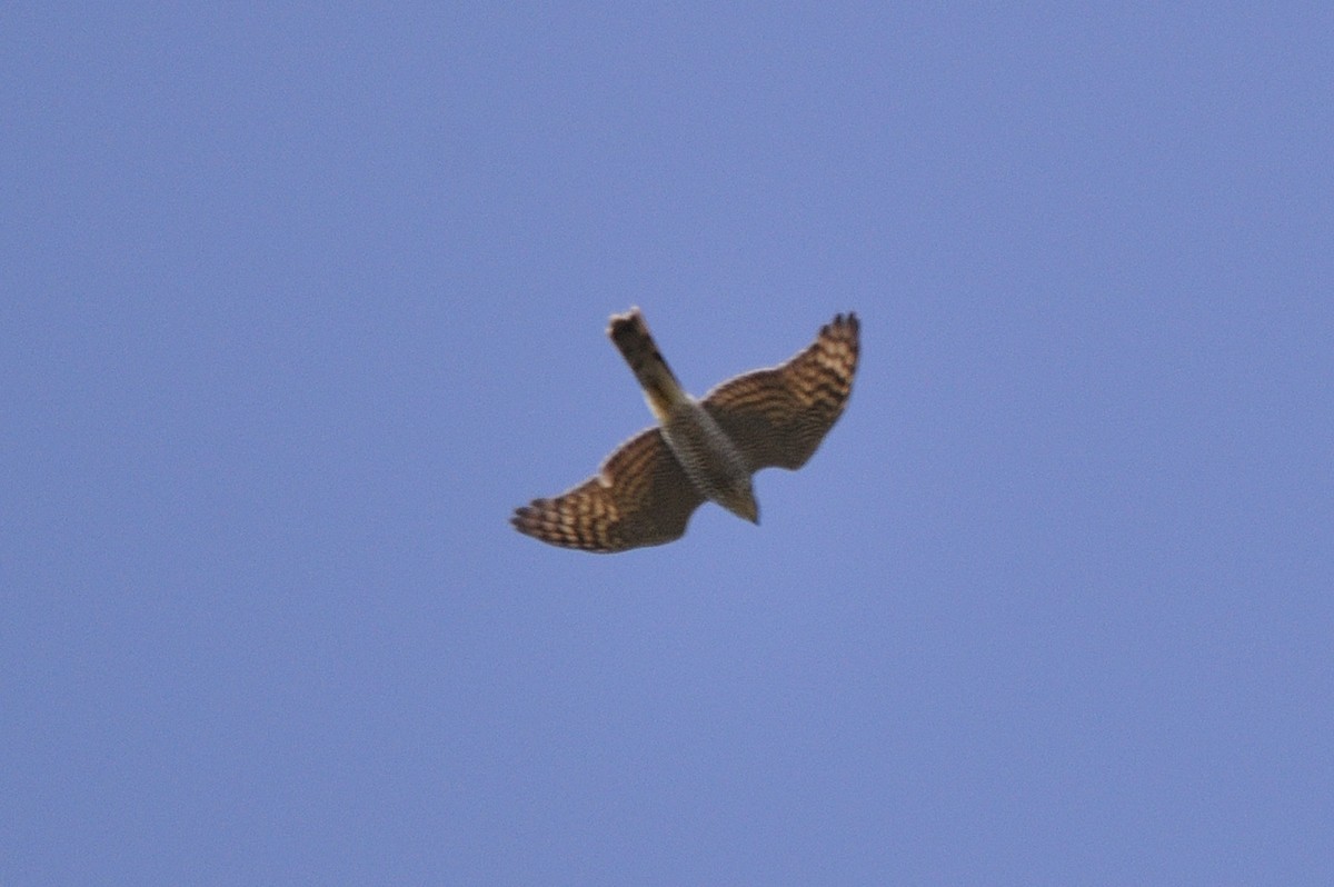 Eurasian Sparrowhawk - ML217480351