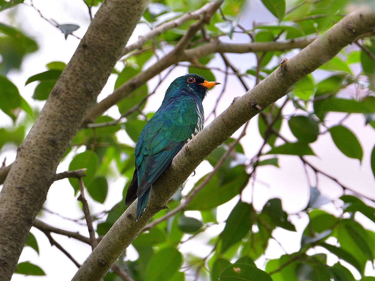 Asian Emerald Cuckoo - ML217480991