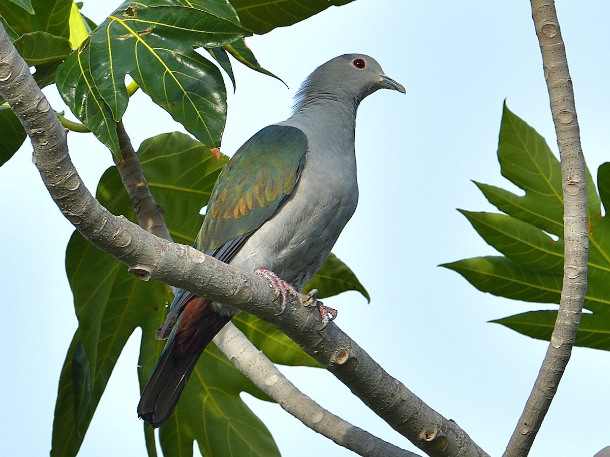 Green Imperial-Pigeon - ML217482451