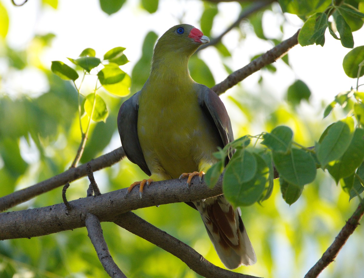 African Green-Pigeon - ML217482561