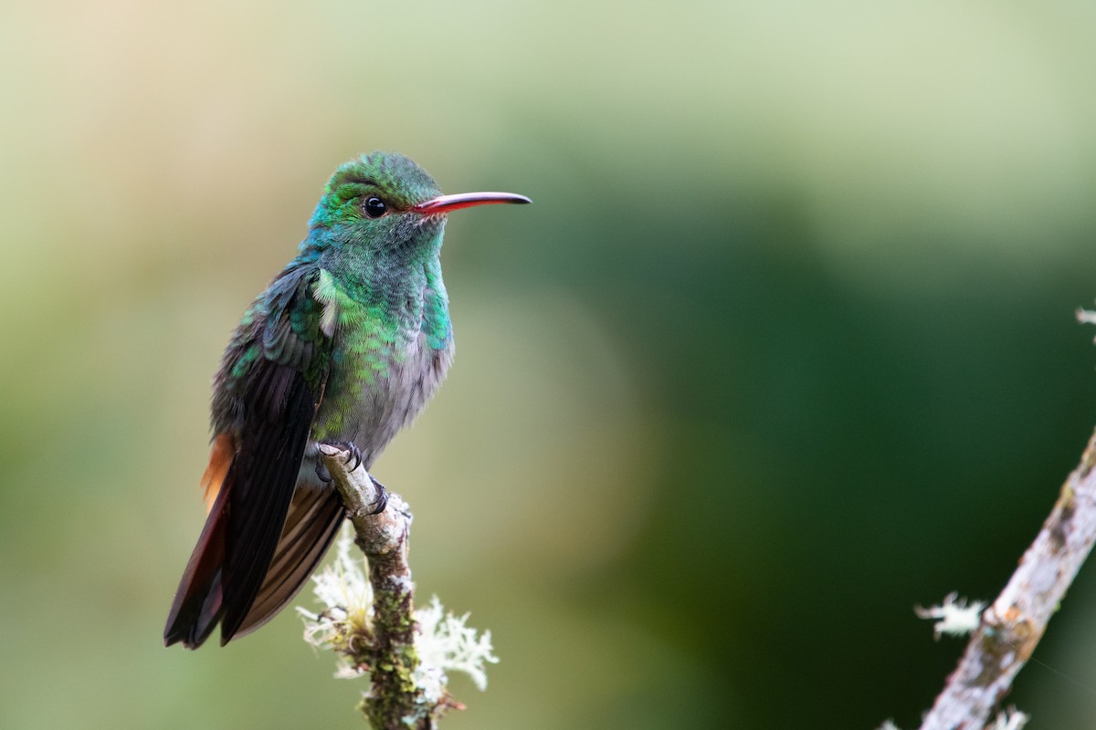 Rufous-tailed Hummingbird - Matthew Bell