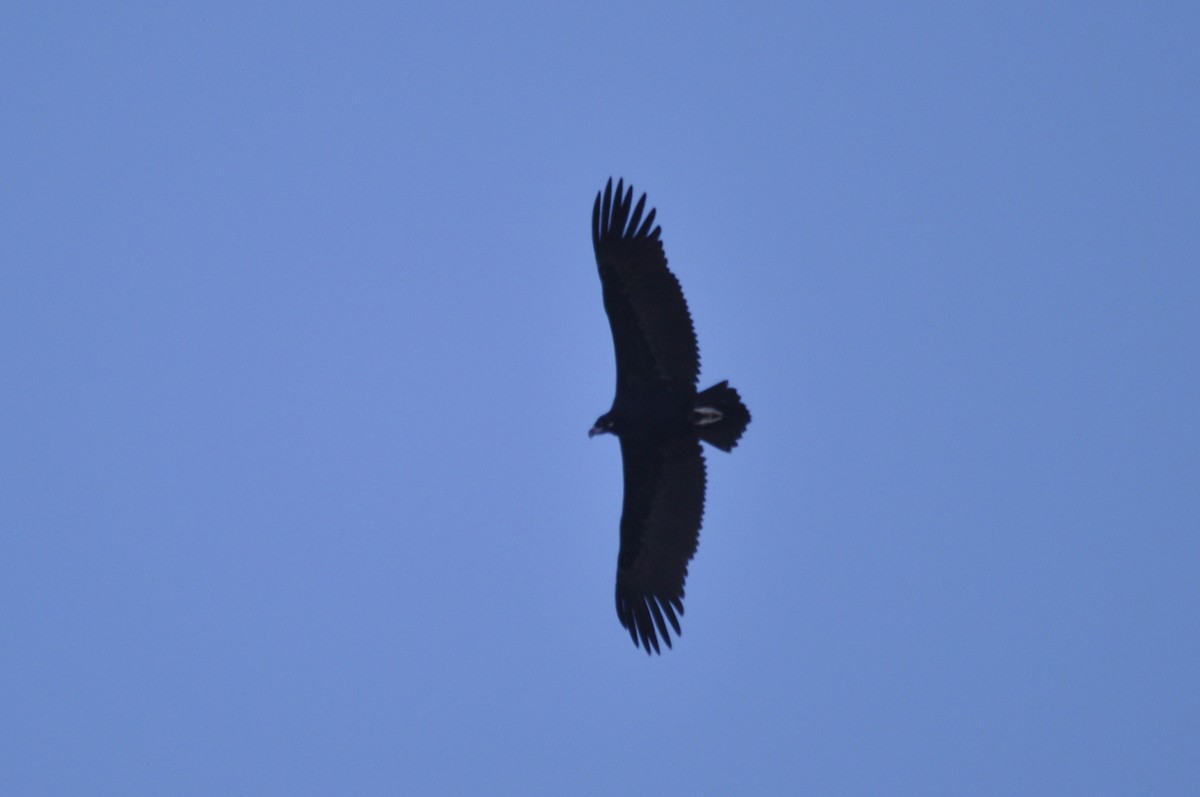 Cinereous Vulture - ML217484071