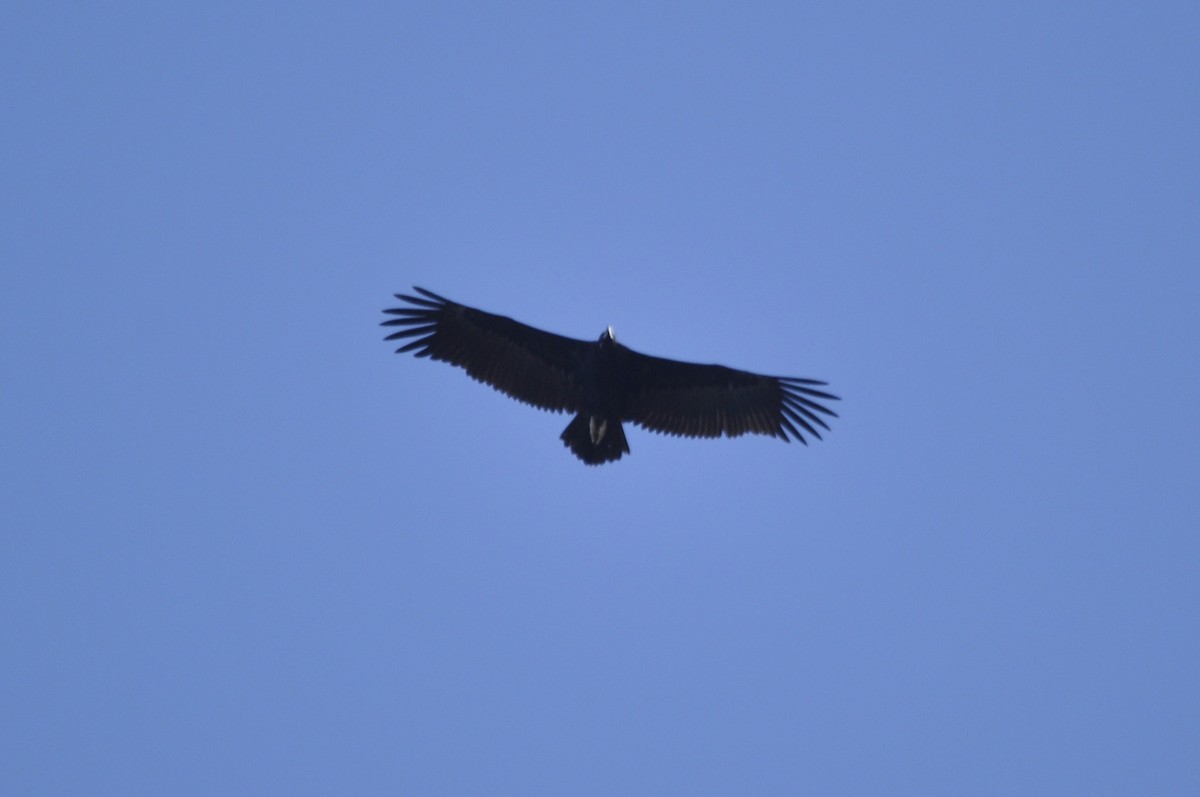 Cinereous Vulture - ML217484081