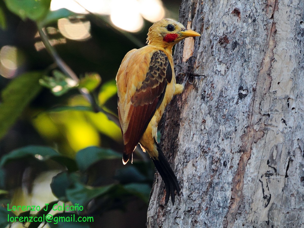 Cream-colored Woodpecker - Lorenzo Calcaño