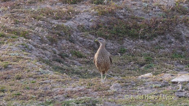 Double-spurred Francolin - ML217488711