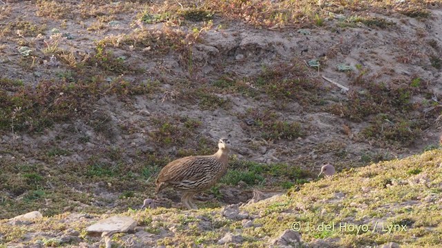 Double-spurred Francolin - ML217488771