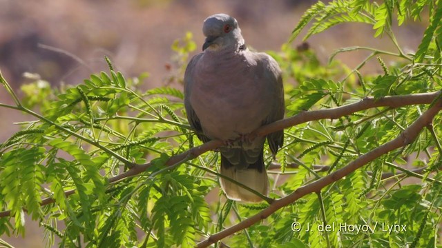 Mourning Collared-Dove - ML217488781