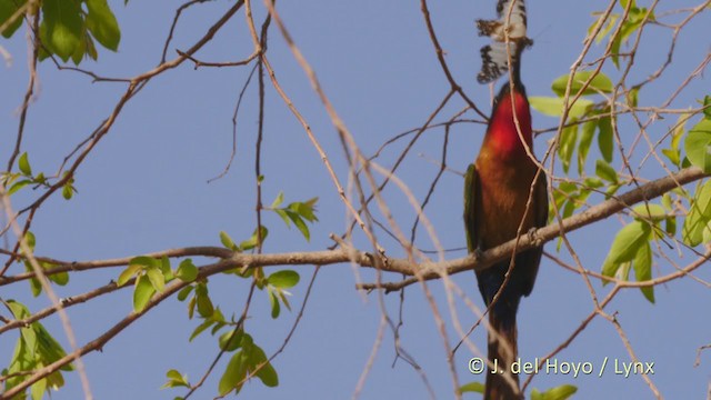 Red-throated Bee-eater - ML217488891
