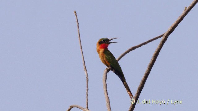 Red-throated Bee-eater - ML217488901