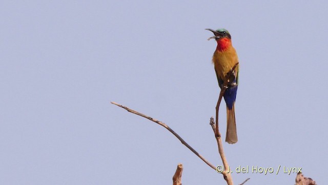 Red-throated Bee-eater - ML217488971