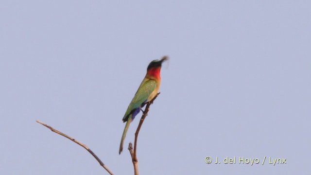 Red-throated Bee-eater - ML217489001