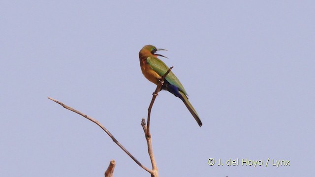 Red-throated Bee-eater - ML217489061